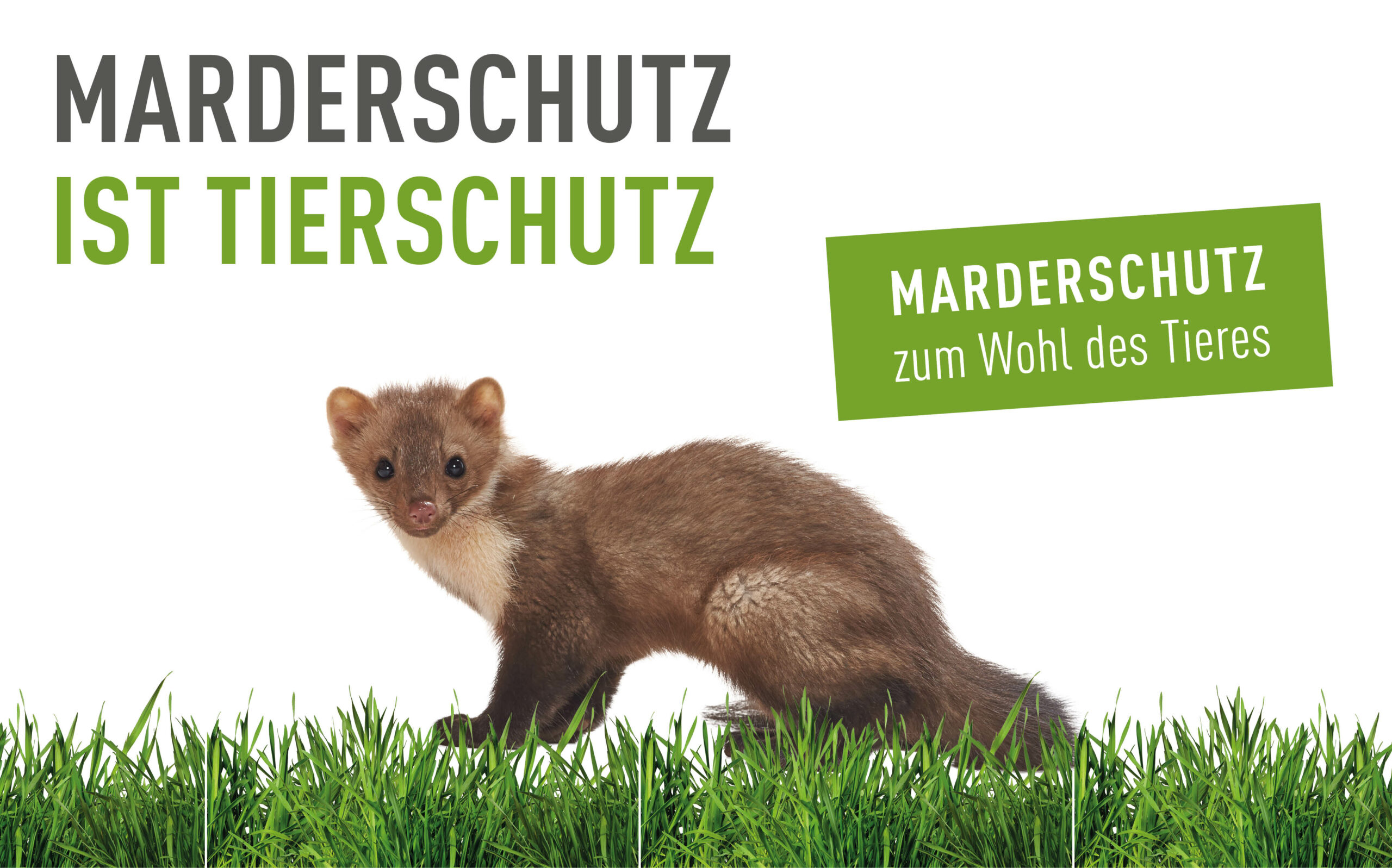 Marder-Artenschutz & Marder Jagdrecht